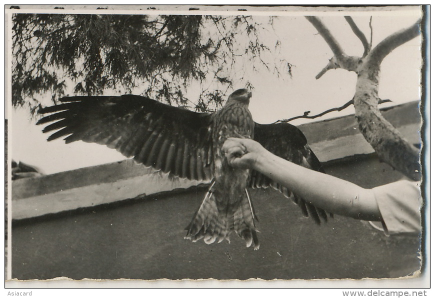 106 Le Poste De Tirkount  Chasse Au Faucon Hawk Falcon Real Photo - El-Oued