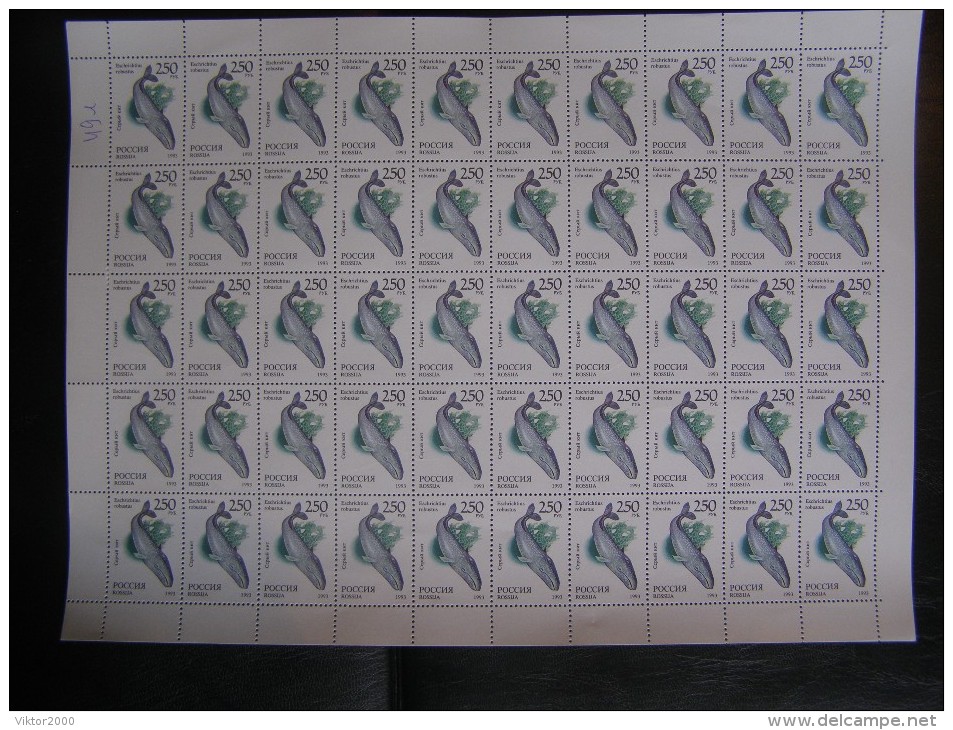 RUSSIA 1993 MNH (**)YVERT 6047 The Grey Whale/Grauwal/La Baleine Grise/.en Feuille Entière/50 Timbres - Fogli Completi