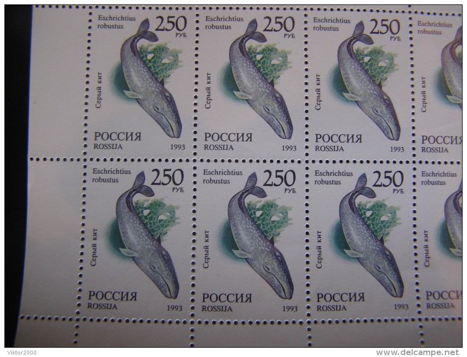 RUSSIA 1993 MNH (**)YVERT 6047 The Grey Whale/Grauwal/La Baleine Grise/.en Feuille Entière/50 Timbres - Full Sheets