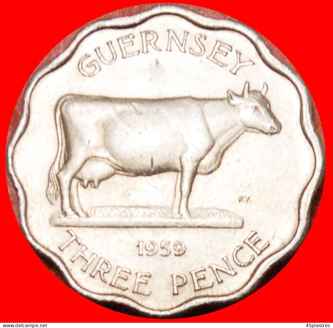 • COW: GUERNSEY ★3 PENCE 1959 THICK FLAN! LOW START&#9733; NO RESERVE! - Guernesey