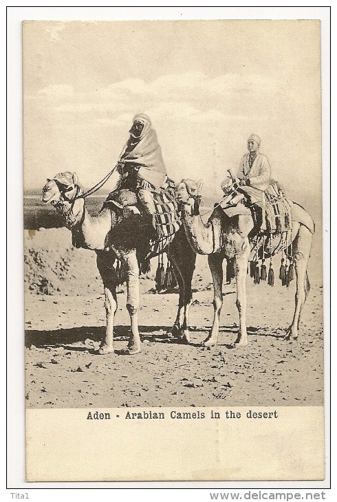 S3580  -Aden - Arabian Camels In The Desert - Jemen