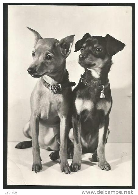 HUND ZWERGPINSCHER Rehpinscher Pinscher Dog Chien Cane 1960 - Chiens