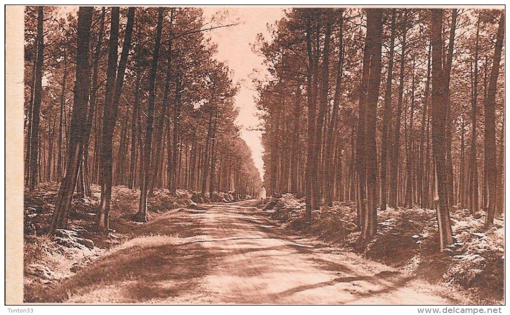 NOS LANDES - 40 - Une Route Dans La Foret Landaise - ENCH - - Castets