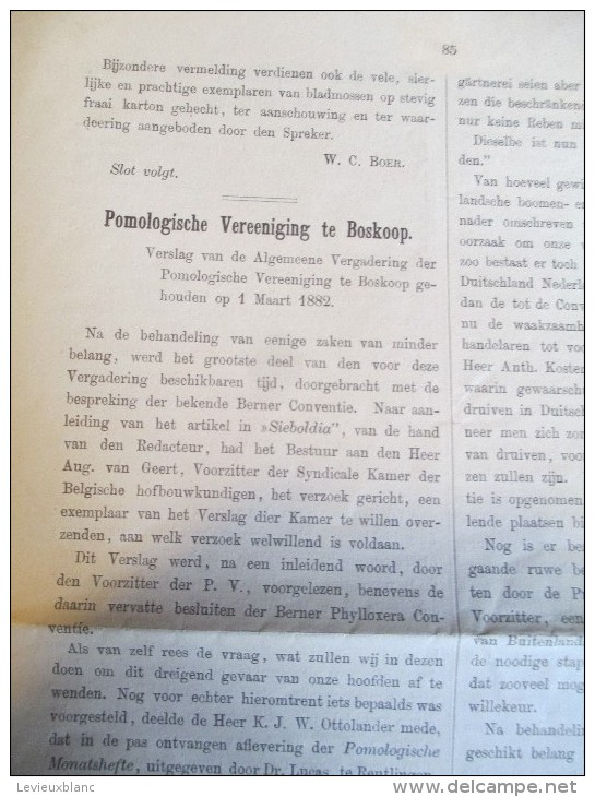 SIEBOLDIA/Weekblad Voor Dein Tuinbouw In NEDERLAND/N°11/1882   MDP46 - Other & Unclassified