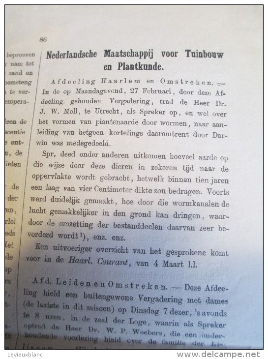 SIEBOLDIA/Weekblad Voor Dein Tuinbouw In NEDERLAND/N°11/1882   MDP46 - Autres & Non Classés