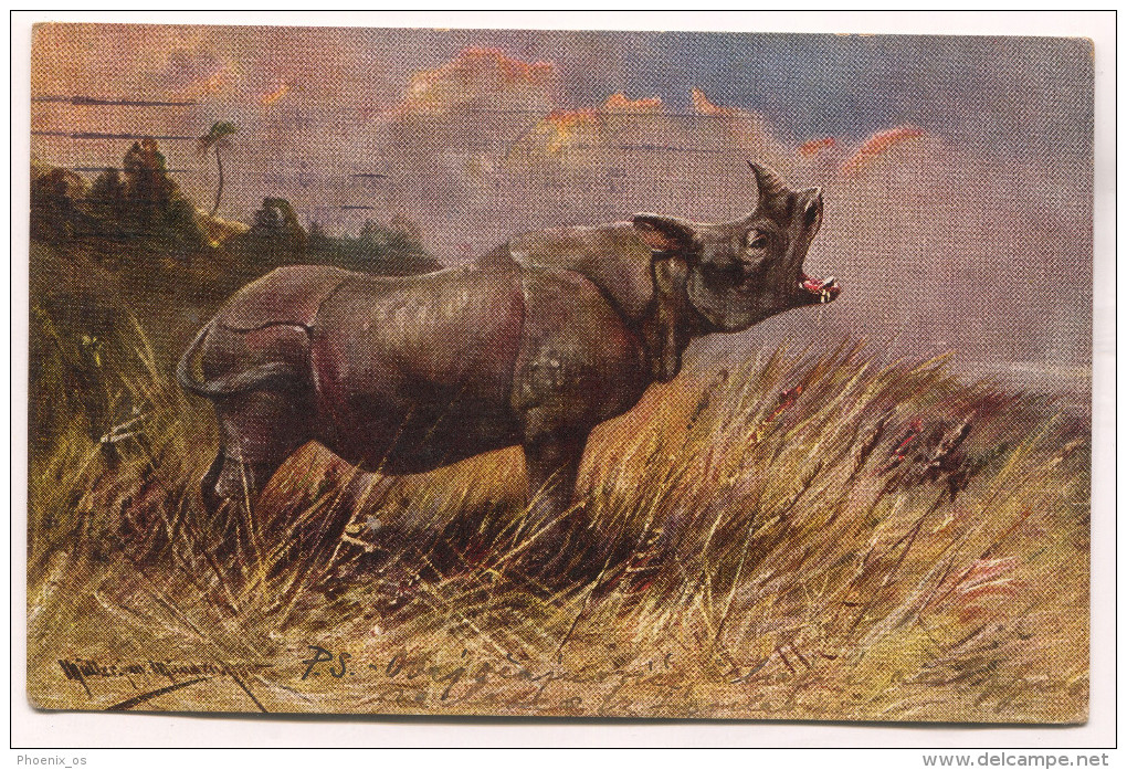 Rhino Nashorn, Art PC 1935. - Rhinoceros