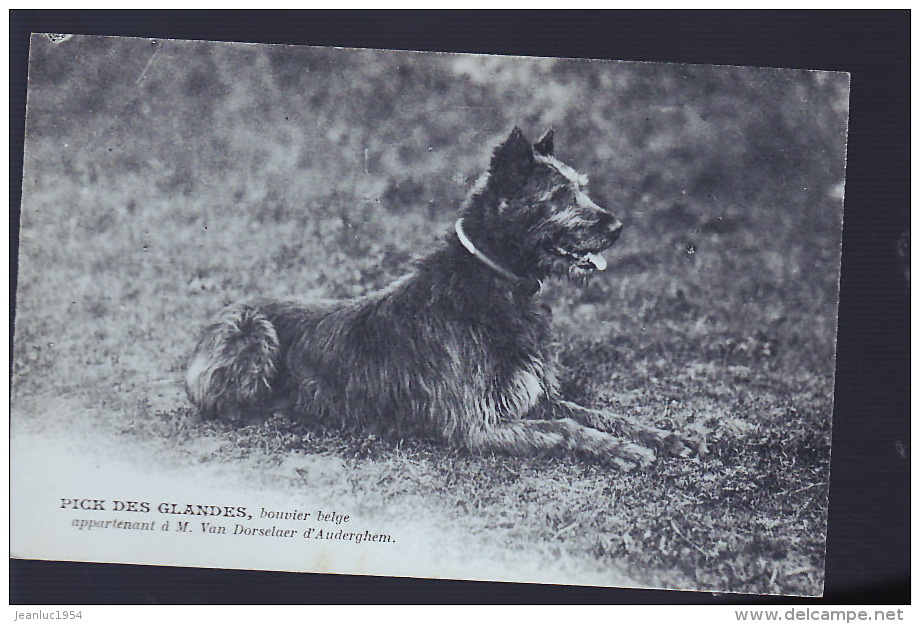 POLICE DE FRANCE REUNION DES AMATEURS DU CHIEN DE DEFFENCE - Police - Gendarmerie