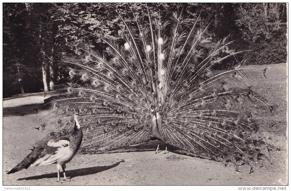 PARC ZOOLOGIQUE DE CLEVES   PAONS BLEUS (DIL58) - Vögel