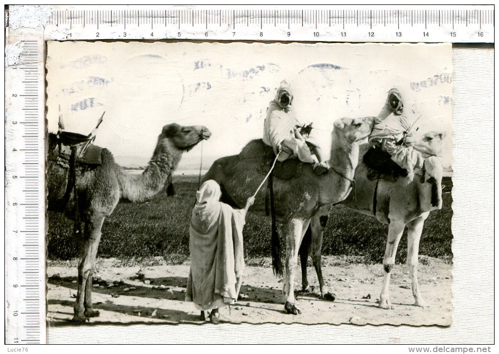 Collection   Saharienne  -    Les   Rekkas    S Apprêtent   Pour Une   Longue  étape - Sahara Occidental