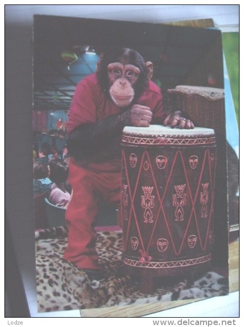 Aap Monkey Affe Singe With Clothes 1 - Dressed Animals