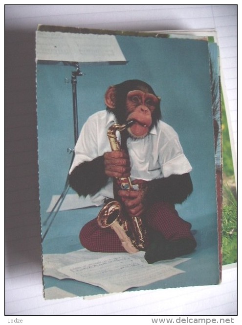 Aap Monkey Affe Singe With Clothes 4 - Dressed Animals