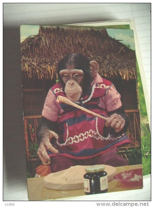 Aap Monkey Affe Singe With Clothes 6 - Dressed Animals