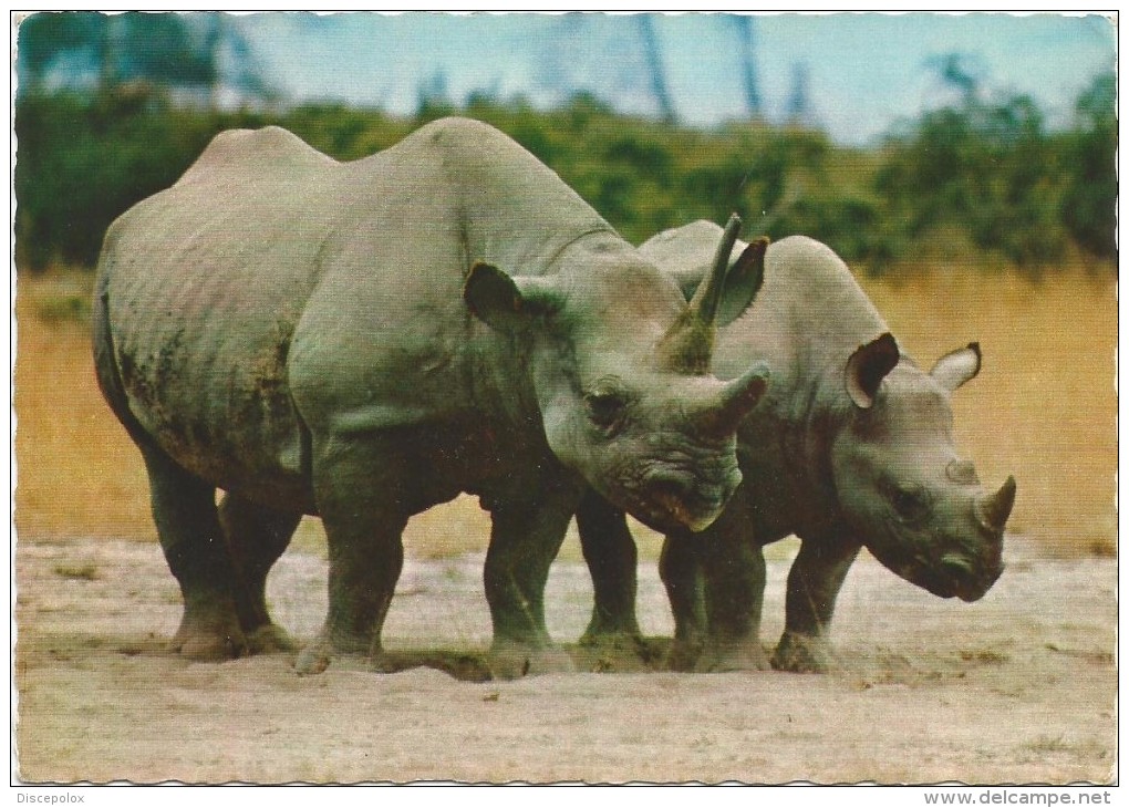G3226 Rinoceronte Rhino Rhinoceros Nashörner - Diceros Bicornis / Non Viaggiata - Rhinoceros