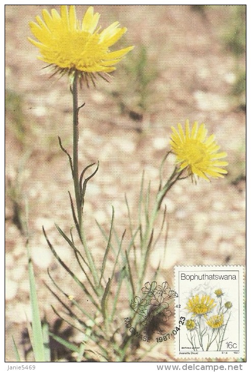 South Africa-Bophuthatswana 1987 Wildflowers, Berkheya Zeyheri, Maximum Card - Bophuthatswana