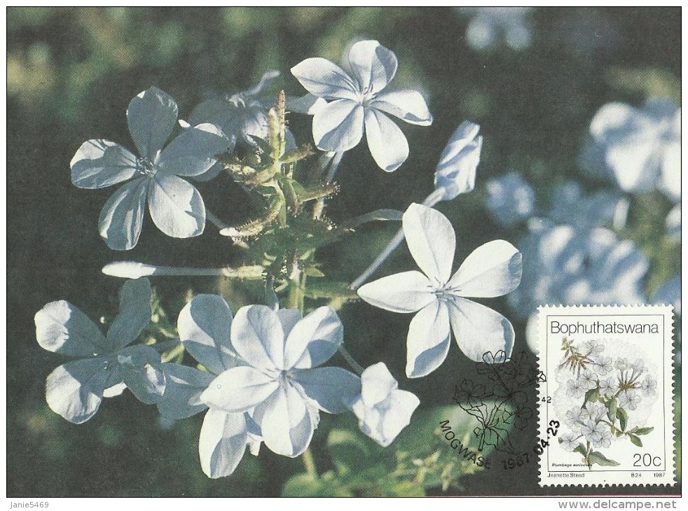 South Africa-Bophuthatswana 1987 Wildflowers, Plumbago Auriculata, Maximum Card - Bophuthatswana