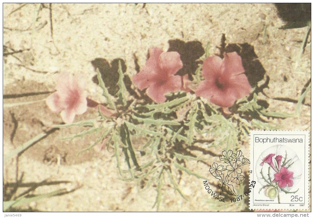 South Africa-Bophuthatswana,1987 Wildflowers Pterodiscus Specious, Maximum Card - Bophuthatswana