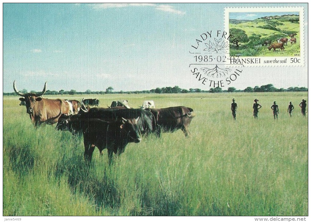 South Africa-Transkei 1985 Soil Conservation, Cattle Garzing On Verdant Plain, Maximum Card - Transkei