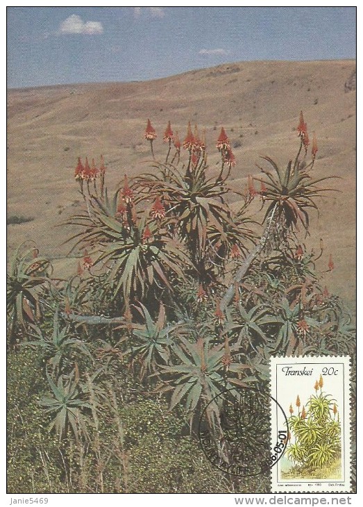 South Africa-Transkei 1986 Aloe, Aloe Arborescens, Maximum Card - Transkei