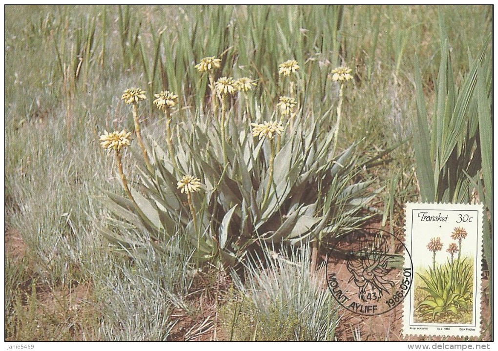 South Africa-Transkei 1986 Aloe, Aloe Ecklonis, Maximum Card - Transkei
