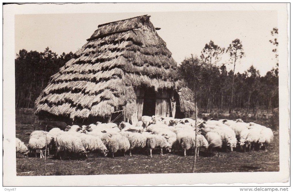 Carte Postale Photo Paysages D´Art De Emile VIGNES Photographe à Castets Des Landes-Vieille Ferme Avec Moutons-Mouton - Castets