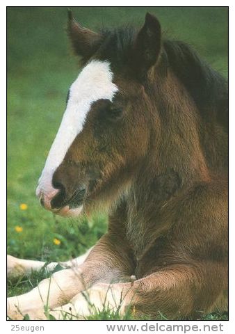 HORSES / PFERDE / CHEVAUX /  POSTCARD UNUSED   ( H  2480 ) - Pferde