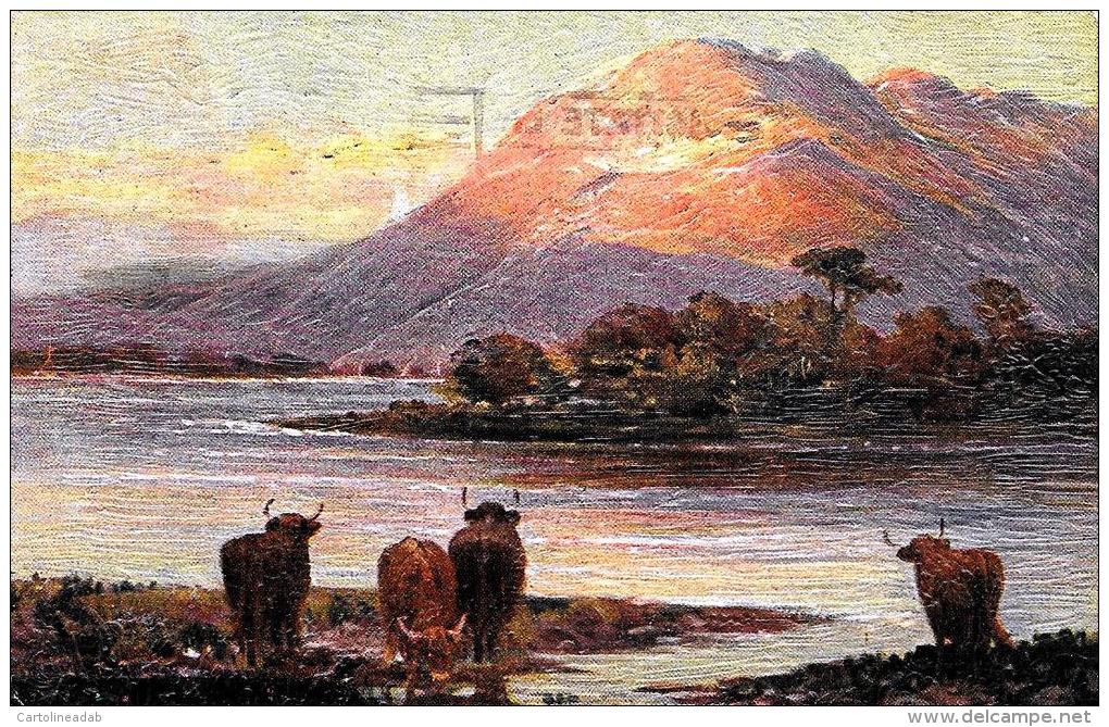 [DC4260] CARTOLINA - SCOTLAND - HIGHLAND CATTLE - Viaggiata 1921- Old Postcard - Altri & Non Classificati