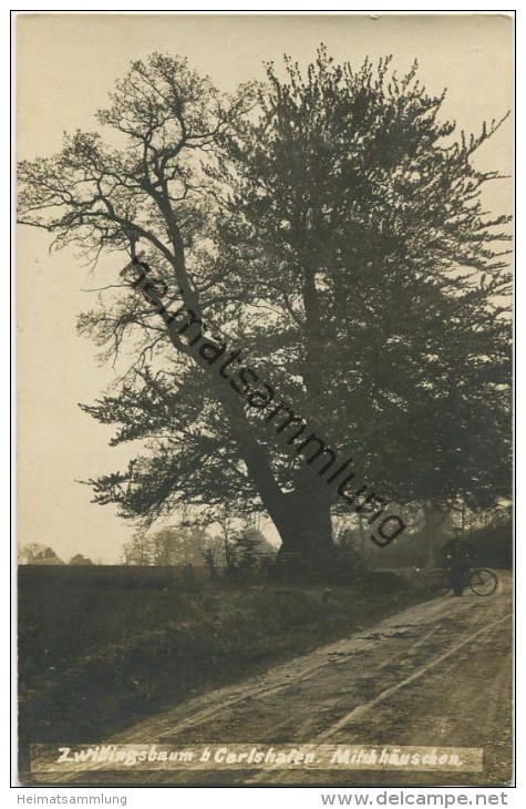 Zwillingsbaum Bei Carlshafen - Milchhäuschen - Foto-AK - Bad Karlshafen