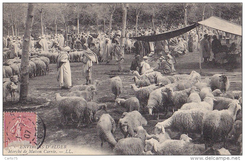 Algérie - Environs D'Alger - Marché Aux Moutons De Maison Carrée - Scènes & Types