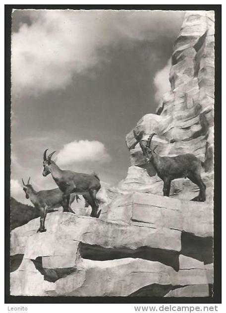 LANGENBERG ZH Langnau Am Albis WILDPARK Steinwild 1952 - Langnau Am Albis 