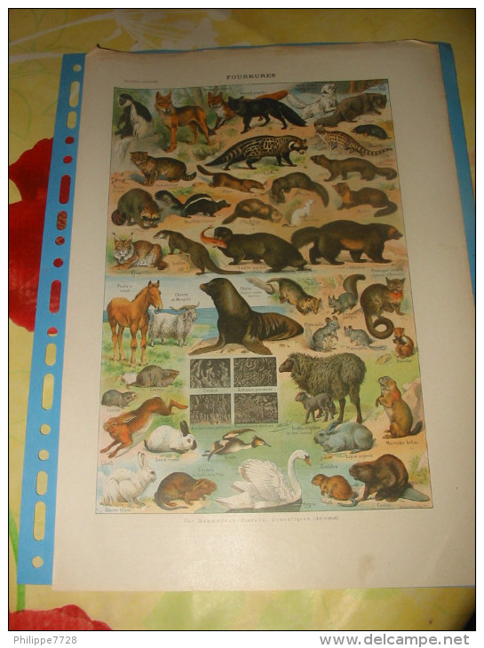 Planche FOURRURES Animaux Domestiques, Oiseaux..   1920/24 - Posters