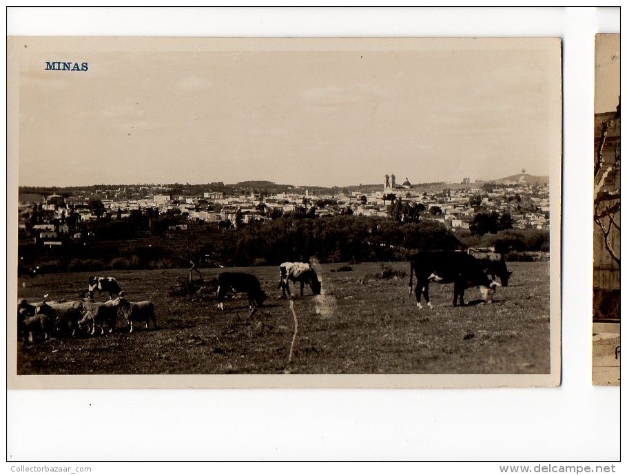 URUGUAY MINAS RPPC REAL PHOTO  NATURAL CATTLE BREEDING SHEEP COW TARJETA POSTAL  Ca1930 POSTCARD Cpa Ak (W4_1660) - Uruguay