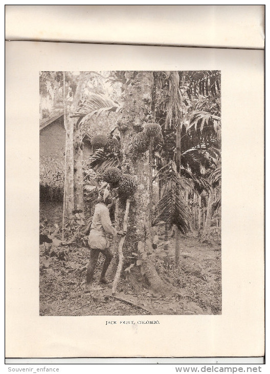 Livret 10 Photographies Souvenir Of  Ceylon N°2 Colombo Apothecaries Sri Lanka  Fruit Sellers Kandy Batticaloa Ratnapura - Fotografia