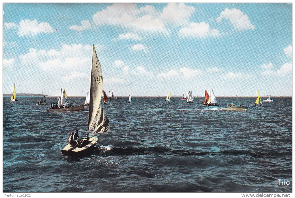 RONCE LES BAINS  REGATES DEVANT LE FRONT DE MER (DIL62) - Segeln