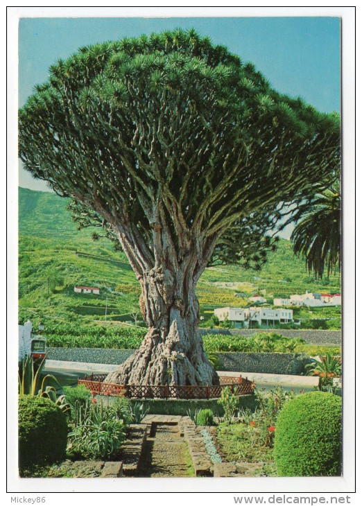 Espagne--près Tenerife--ICOD DE LOS VINOS--Dragonnier Millénaire (plante,arbre Remarquable ?)?cpm N°1008 éd Gasteiz - Autres & Non Classés