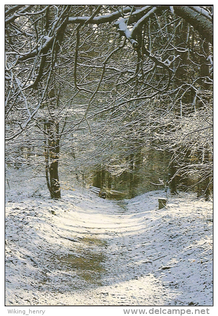 Chorin - Waldweg Bei Chorin - Chorin