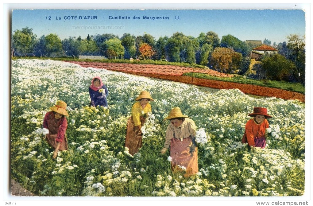 La Côte D'Azur - Cueillette Des Marguerites - Colorisée écrite Non Timbrée - 2 Scans - Autres & Non Classés