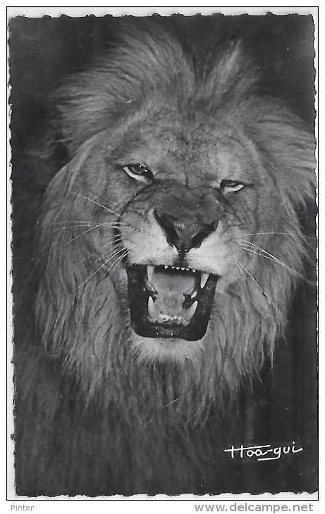 LION - Faune Africaine - AEF - Lions