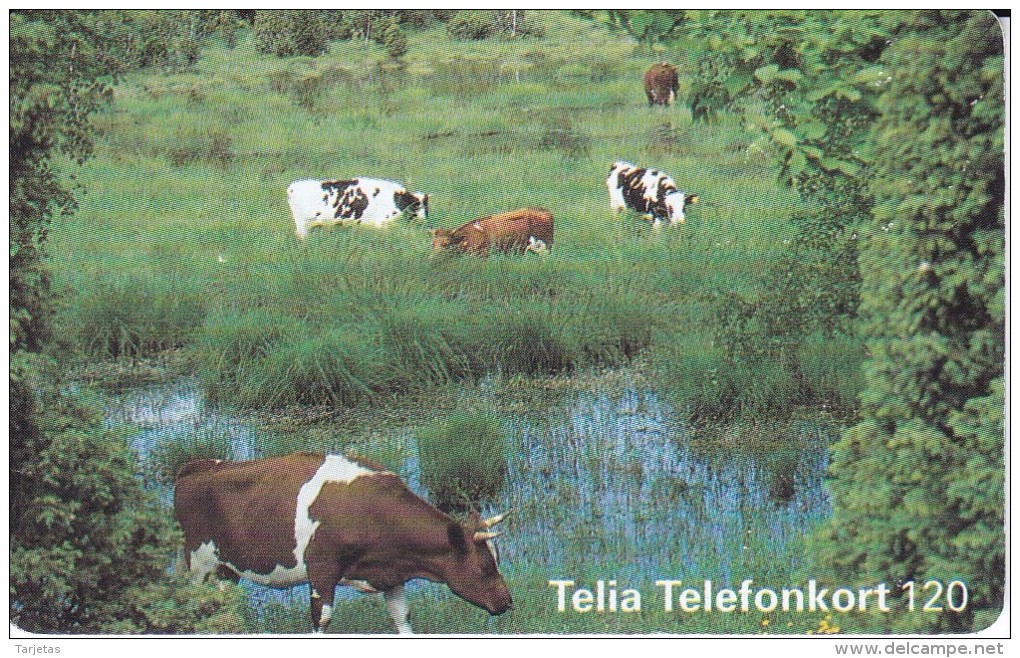 TARJETA DE SUECIA DE UNAS VACAS (COW-VACA) - Koeien