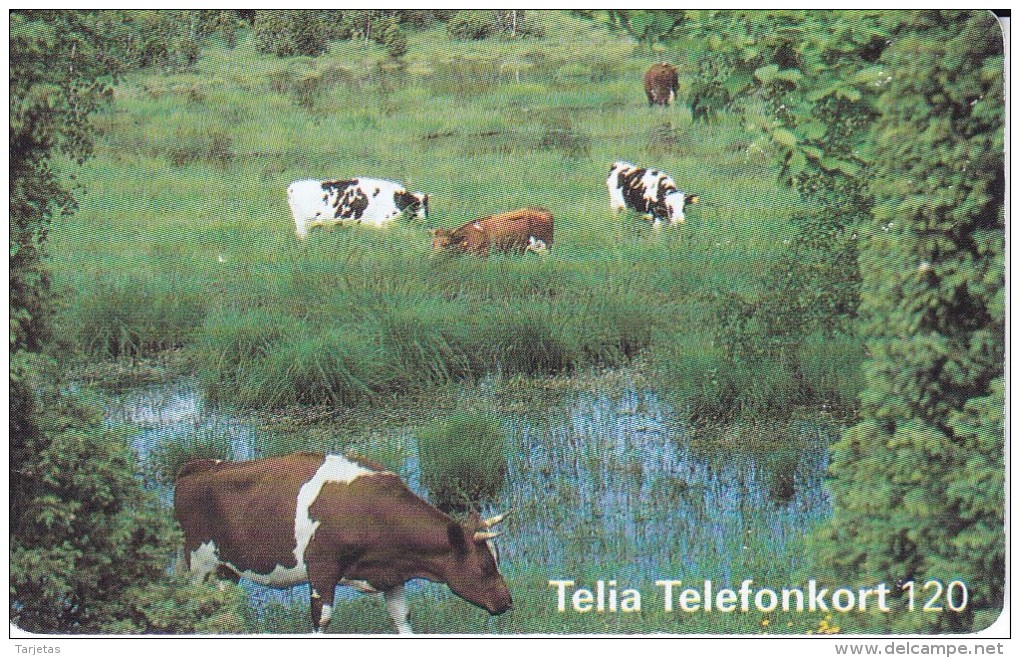 TARJETA DE SUECIA DE UNAS VACAS (COW-VACA) - Cows