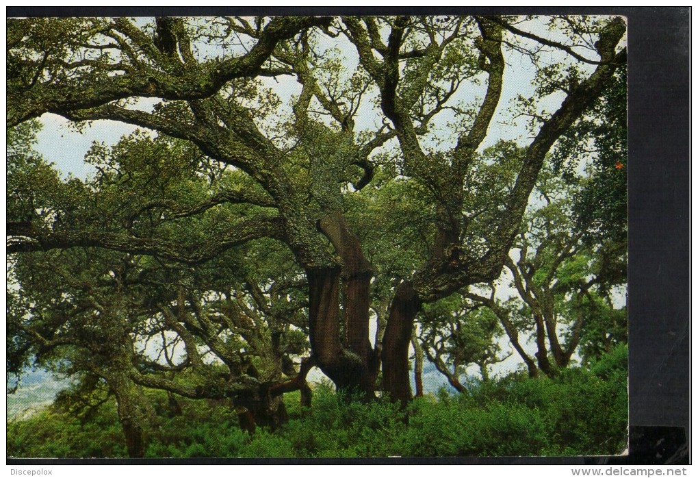 P2697 PIANTE DI SUGHERI - Plant Of Cork, Liege - TEMPIO PAUSANIA, CALANGIANUS ( Prov. Di OLBIA TEMPIO ) SARDEGNA - Trees