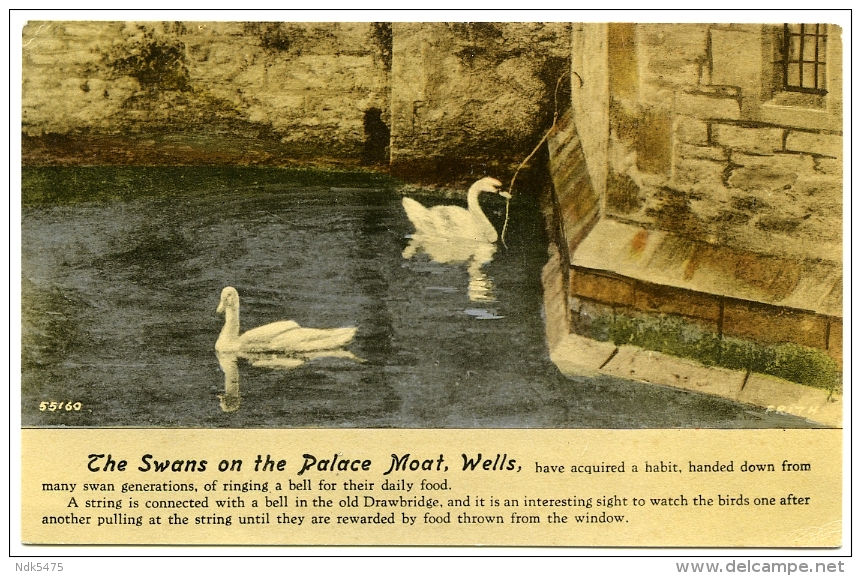 WELLS : THE SWANS ON THE PALACE MOAT - Wells