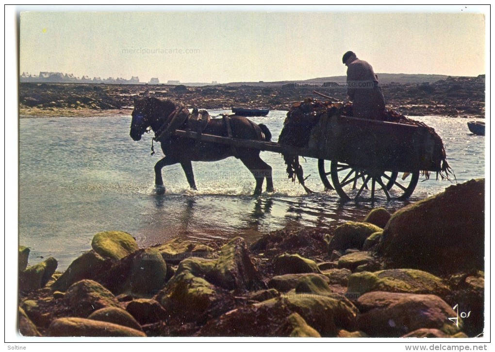 Travail De La Mer En Bretagne - Ramassage Du Goémon - écrite Non Timbrée - 2 Scans - Autres & Non Classés