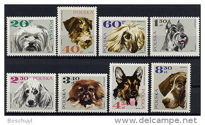 Poland, 1969, Dogs, MNH Perforated Set, Michel 1898-1905 - Autres & Non Classés