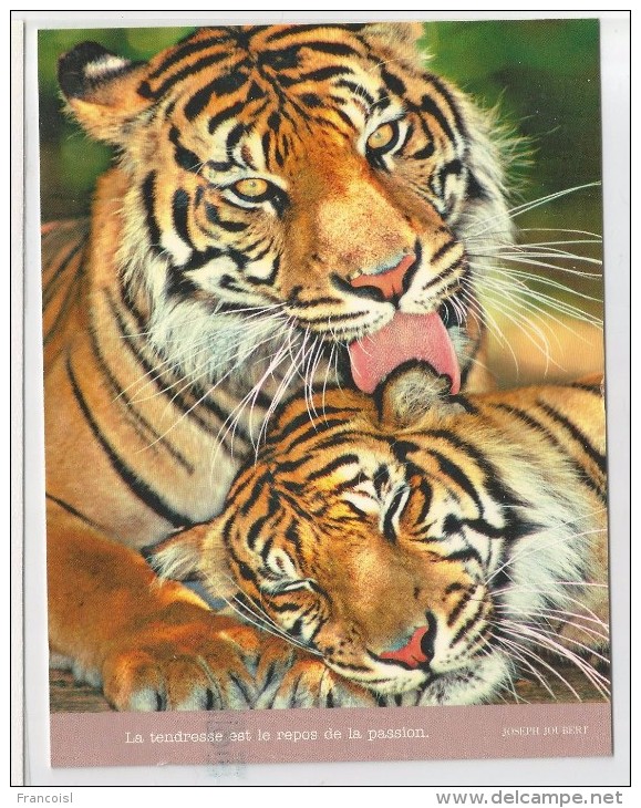 Couple De Tigres à L'heure De La Toilette: "La Tendresse Est Le Repos De La Passion". Photo JH Pete Carmichael - Tigers