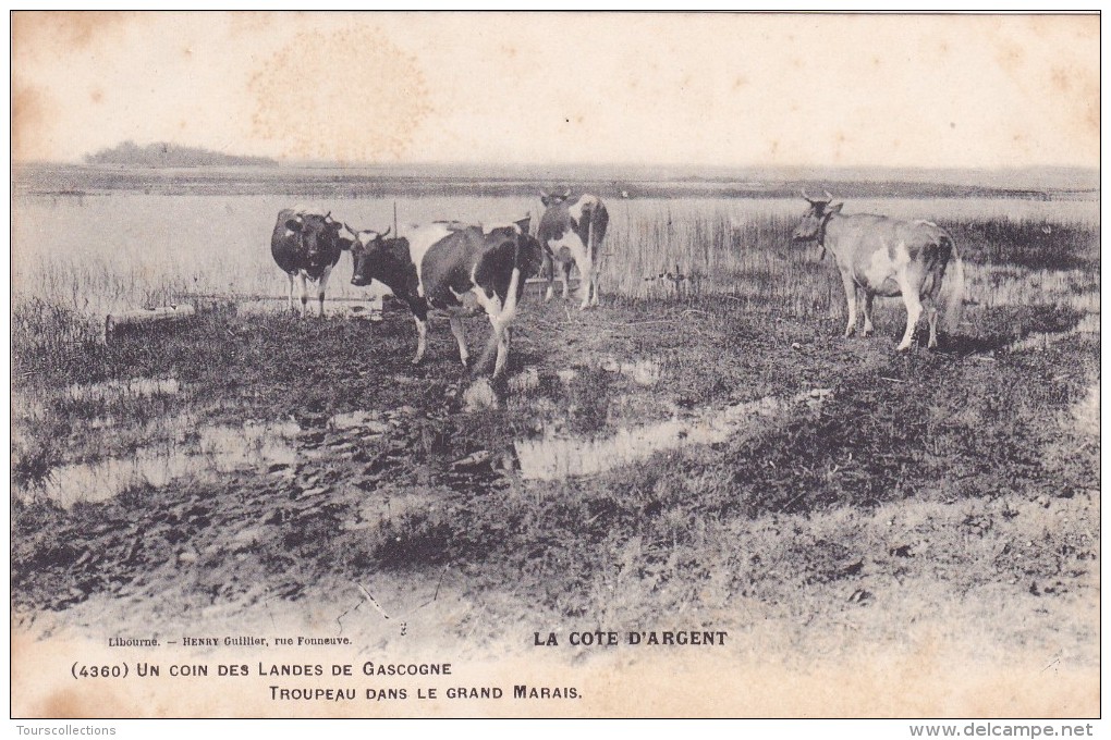 CPA 40 @ Troupeau De Vaches Dans Le Grand Marais De Gascogne Dans Les Landes - La Côte D'Argent @ Guillier éditeur - Andere & Zonder Classificatie