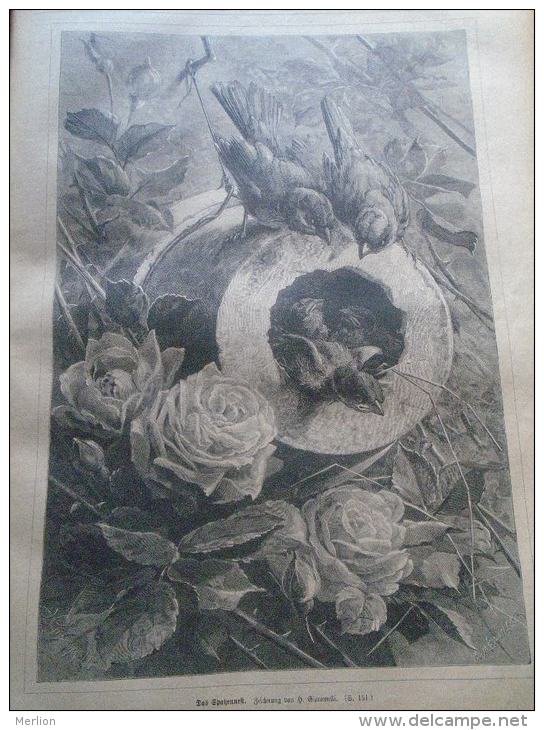 Das Spatzennest  -Giacomelli - Sparrows -  Holzschnitt Gravure 1880  IW1880.145 - Estampes & Gravures