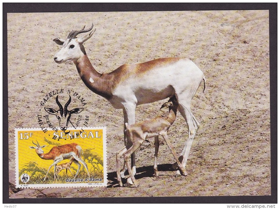 Gazelle - Senegal - Tarjetas – Máxima