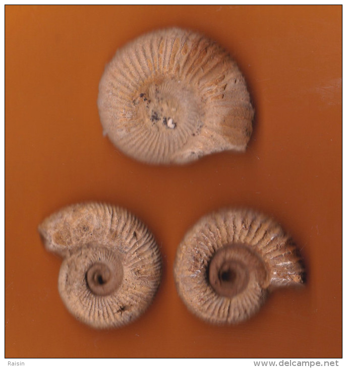 3 Ammonites ( Deux-Sèvres ) état Brut 35 X 30mm  35 X 30 Mm 35 X 33mm état Brut - Fossiles