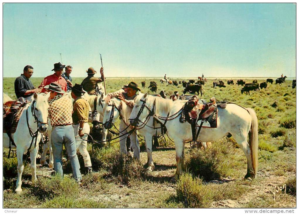 EN CAMARGUE SELECTION DES TAUREAUX POUR LA COURSE - Provence-Alpes-Côte D'Azur