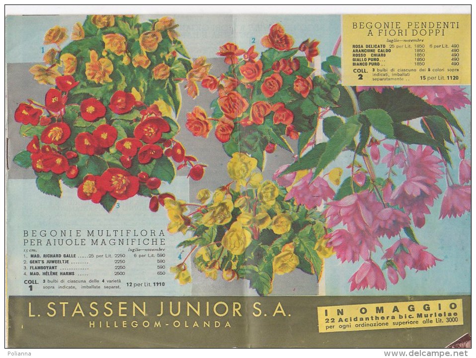 PO3306D# Catalogo LISTINO ILLUSTRATO 1955 FLORICOLTURA L.STASSEN JUNIOR S.A. Hillegom-Olanda/FIORI - Jardinería